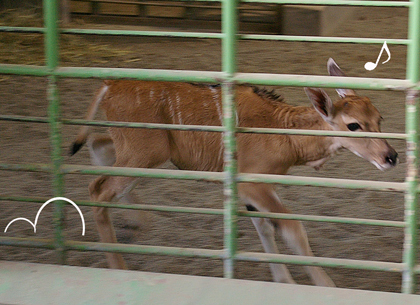 スキップ