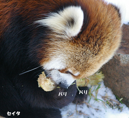 4とうきび