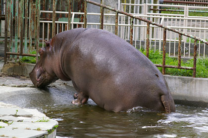 水からあがる