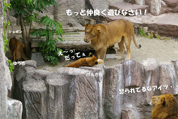 ゆうきショボン
