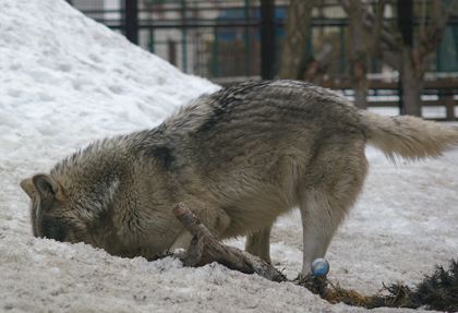 雪堀り