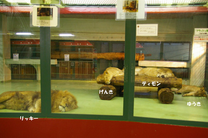 円山動物園　ライオン