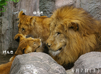 円山動物園 ライオン