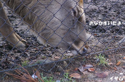 円山動物園 エゾシカ