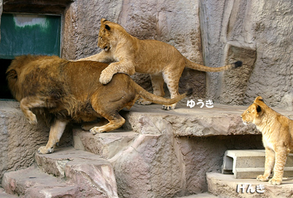 円山動物園 ライオン