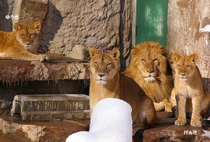 円山動物園 ライオン