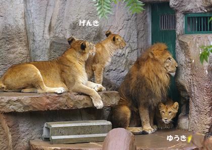 円山動物園 ライオンjpg