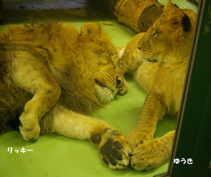 円山動物園　ライオン