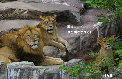 円山動物園 ライオン