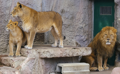 円山動物園 ライオン