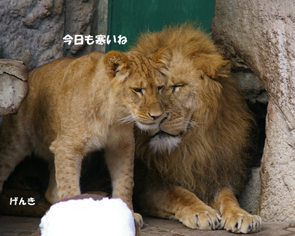 円山動物園 ライオン