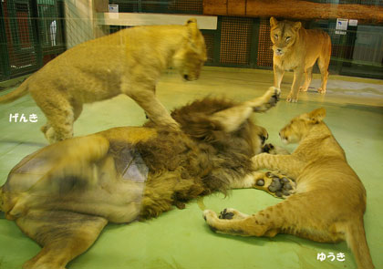 円山動物園 ライオン