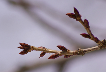 桜