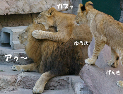 円山動物園 ライオン