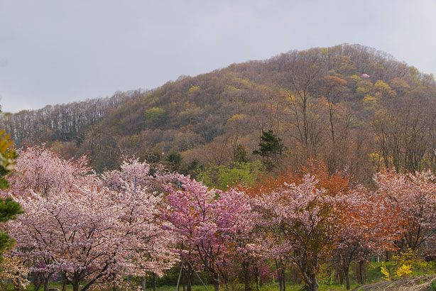 桜と山