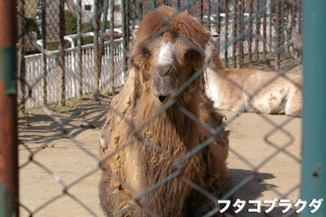 rakuda