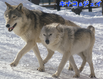 円山動物園　シンリンオオカミ
