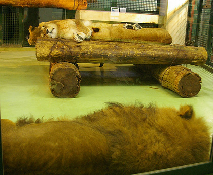 円山動物園 ライオン