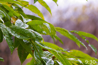 雨