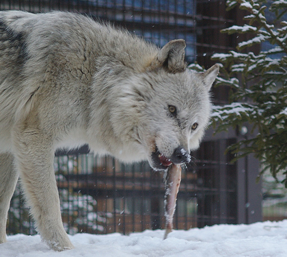 キナコ食べる