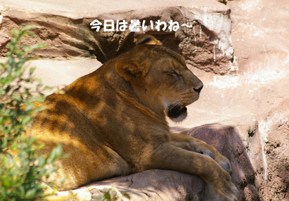 円山動物園 ライオン