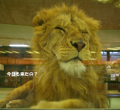 円山動物園　ライオン