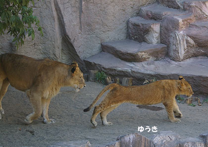 円山動物園 ライオンの成長日記