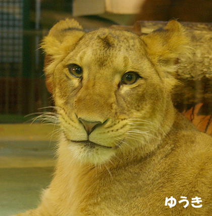 ゆうきアップ