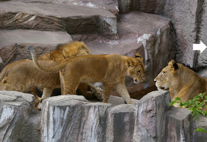 円山動物園　ライオン