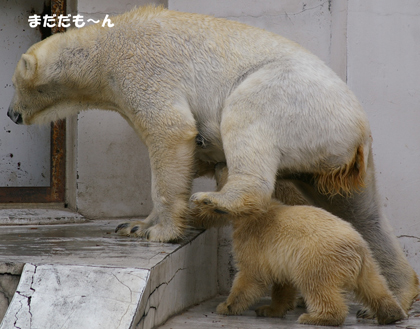 まだだもん