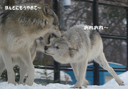 おれおれ