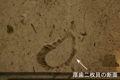 二枚貝
