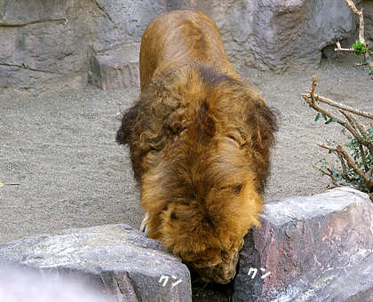 円山動物園-ライオン