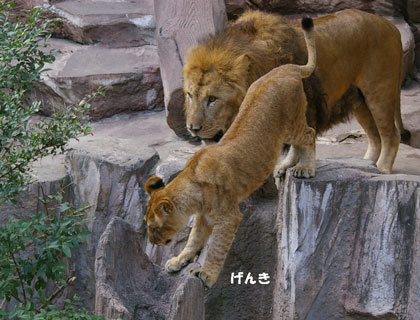 円山動物園 ライオン