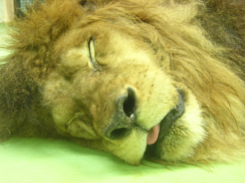 ライオン寝顔