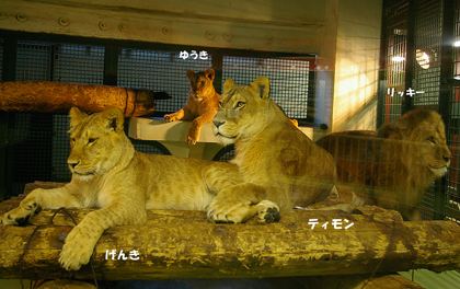 円山動物園　ライオン