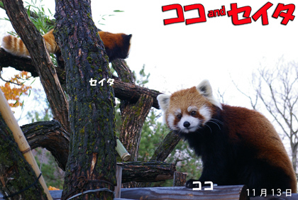 円山動物園 レッサーパンダ ココ セイタ
