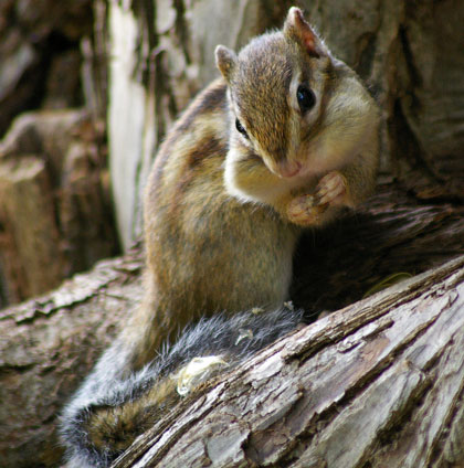 シマリス