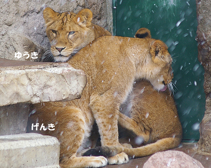 円山動物園　ライオン