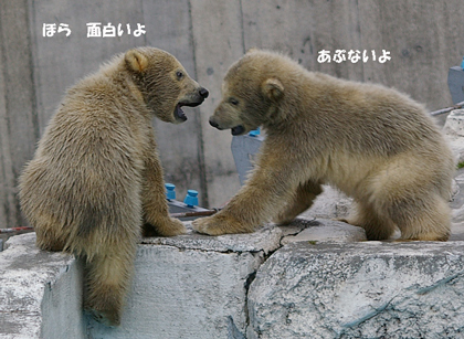 面白い