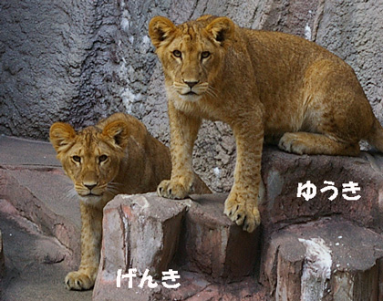 円山動物園 ライオン