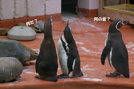 ペンギン１