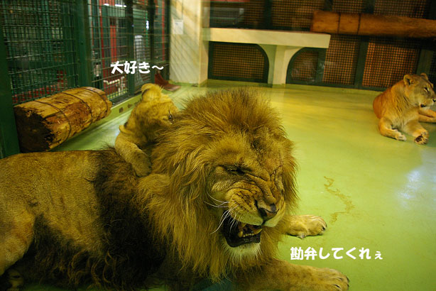 大好き