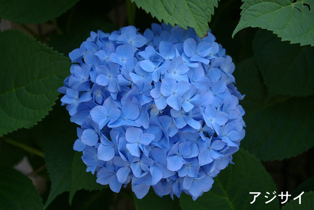 ajisai2