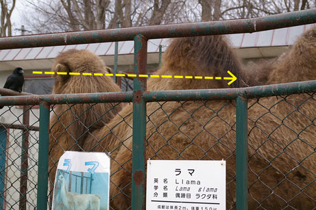 狙う