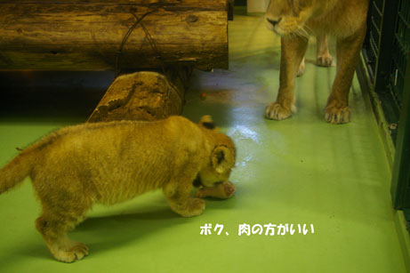 赤ちゃんライオン 42 | 北の暮らし ～札幌・宮の森から～
