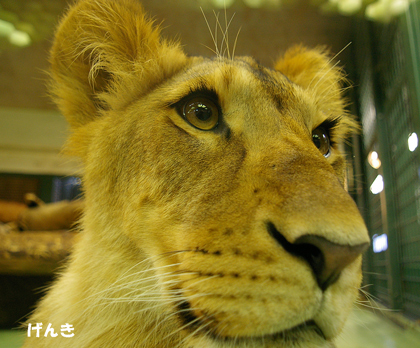 円山動物園　ライオン