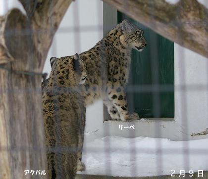 円山動物園　ユキヒョウ