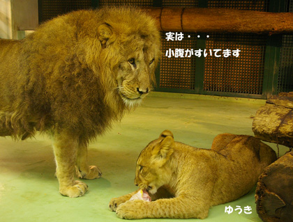 円山動物園 ライオン