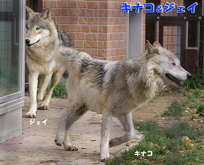 円山動物園 シンリンオオカミ